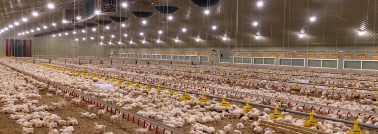 Biosecure Broiler Farms in Hyderabad | Sneha Group